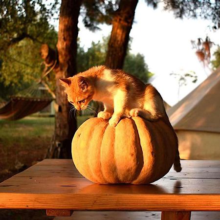فيلا Glamping At A Lovely Tent In Skiaxtro- ماراثوبوليس المظهر الخارجي الصورة