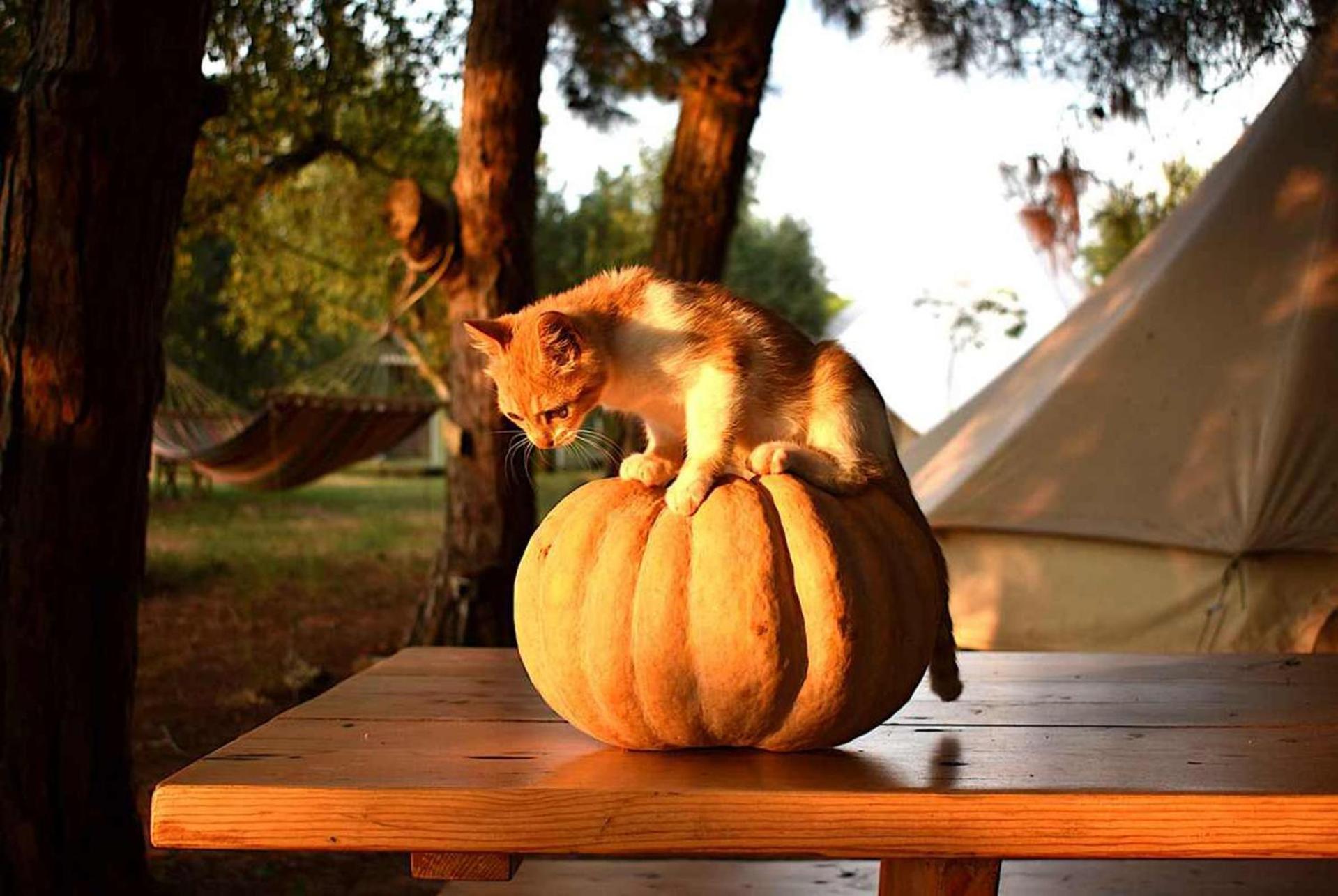 فيلا Glamping At A Lovely Tent In Skiaxtro- ماراثوبوليس المظهر الخارجي الصورة